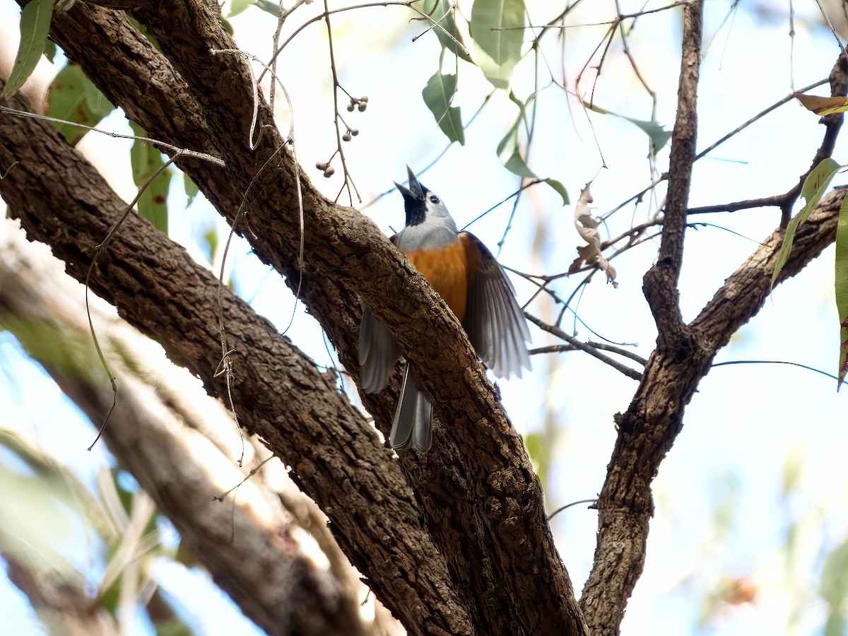 Black-faced Monarch - ML636335158
