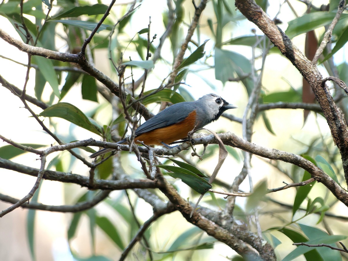 Black-faced Monarch - ML636335159
