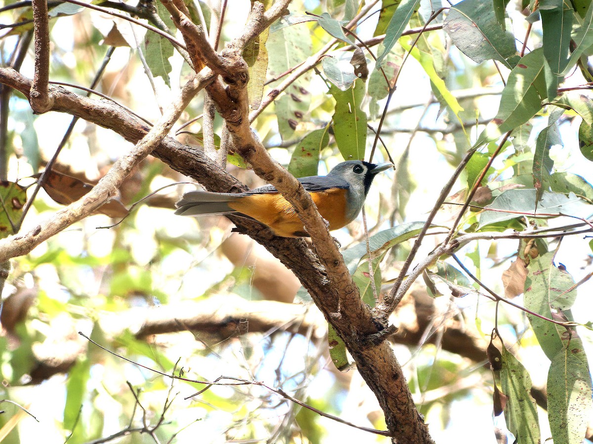 Black-faced Monarch - ML636335160