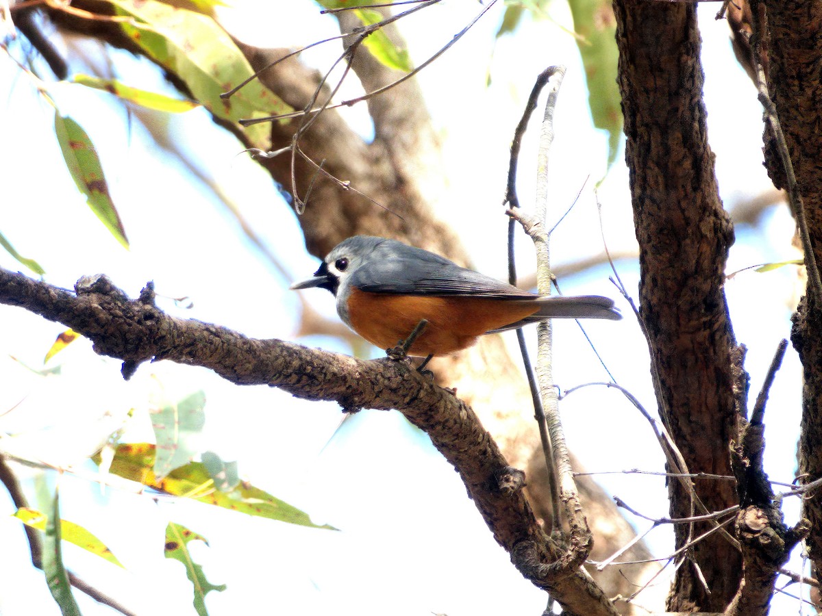 Black-faced Monarch - ML636335161