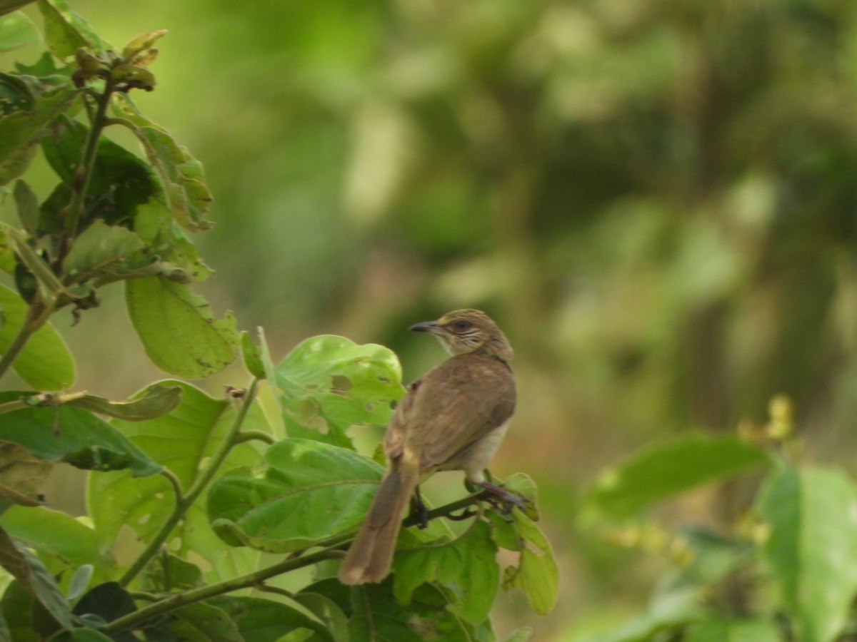 Bulbul de Conrad - ML636335198