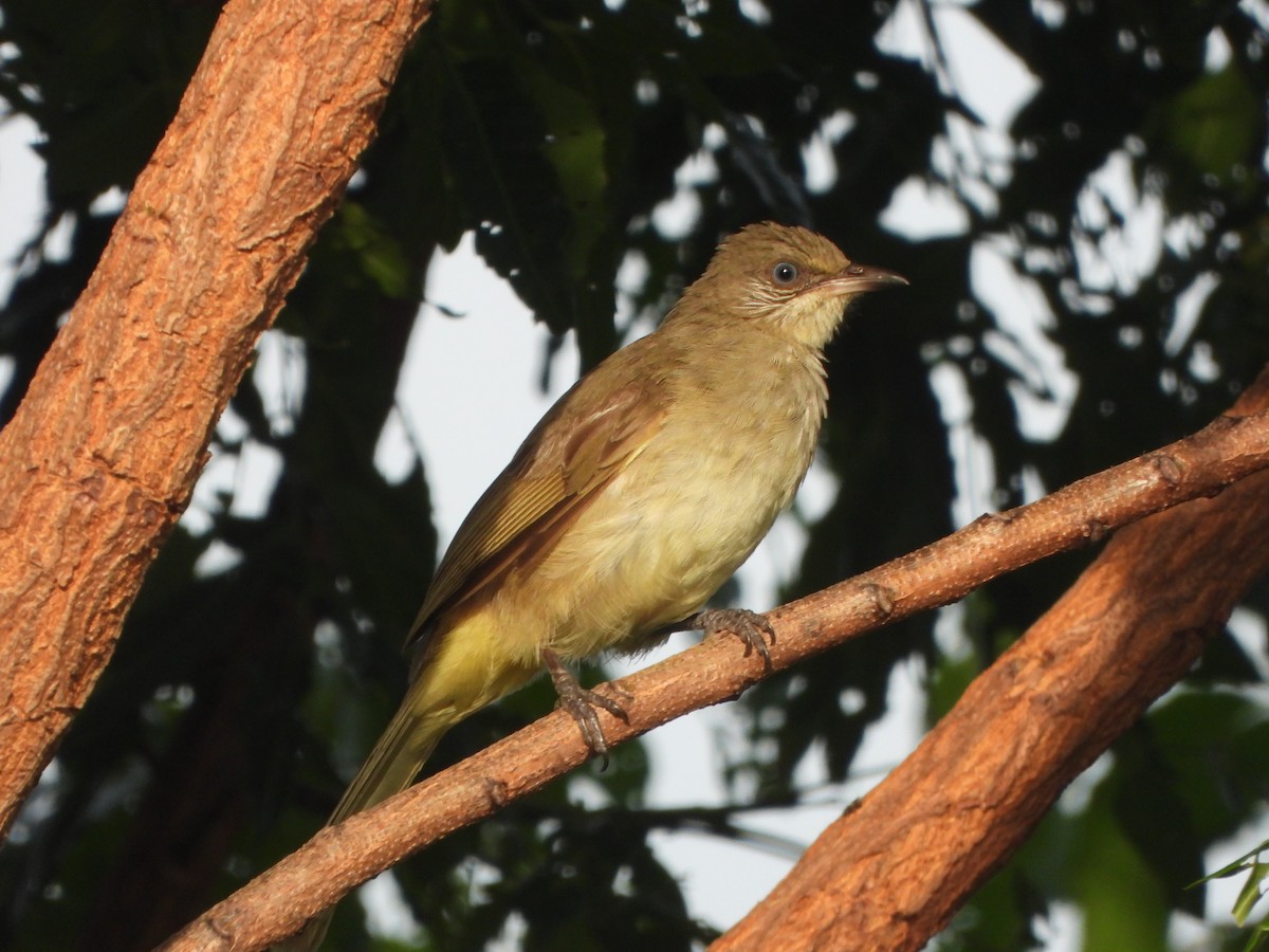Bulbul de Conrad - ML636335204