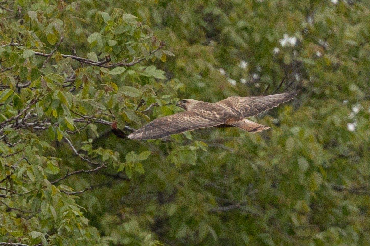 歐亞鵟(vulpinus/menetriesi) - ML636335210
