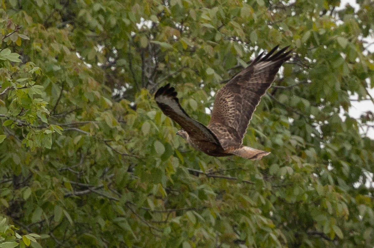 歐亞鵟(vulpinus/menetriesi) - ML636335211