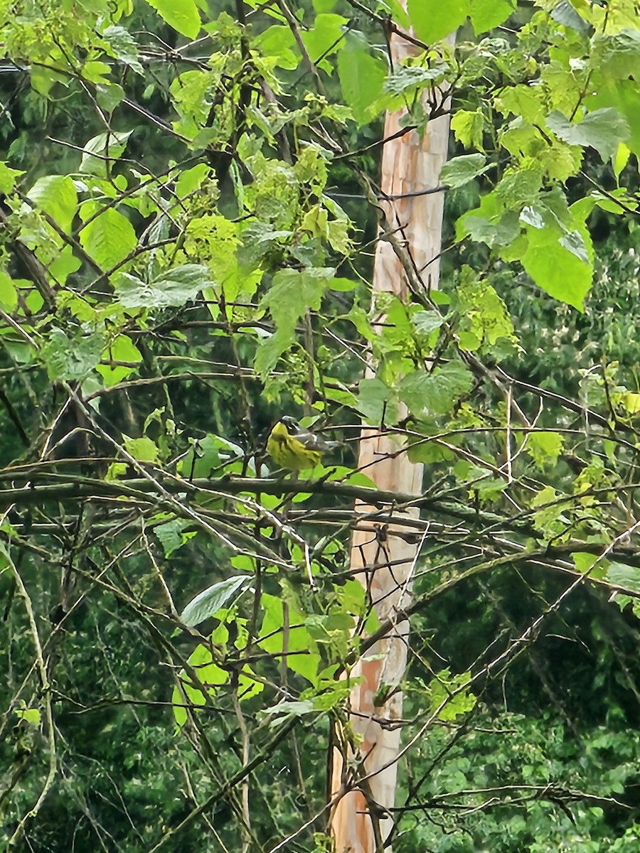 Magnolia Warbler - ML636335221