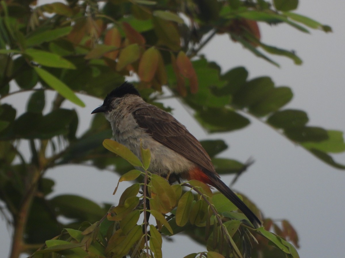 Bulbul cul-d'or - ML636335223