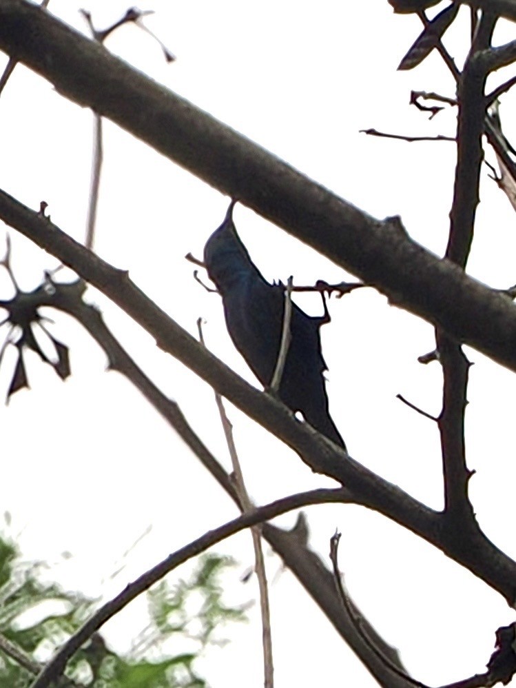 Purple Sunbird - ML636335226