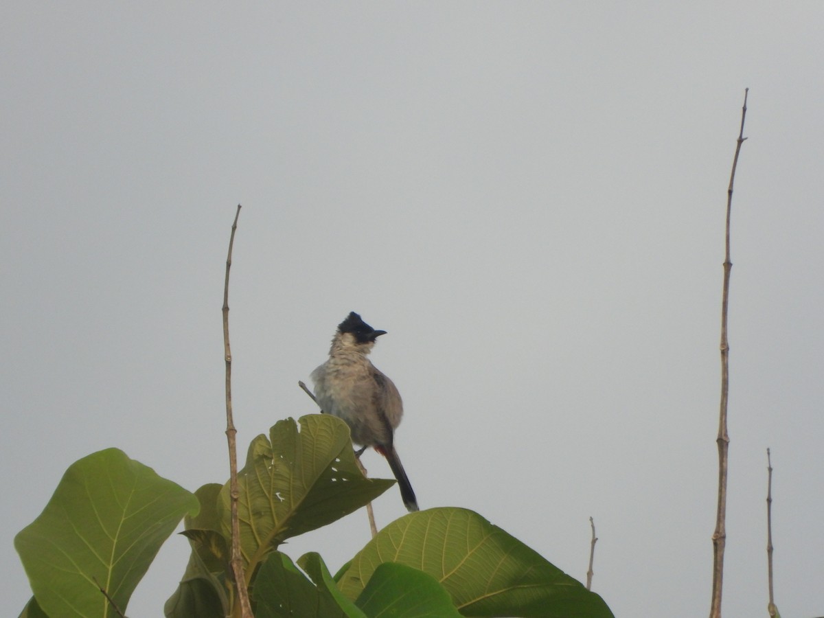 Bulbul cul-d'or - ML636335228