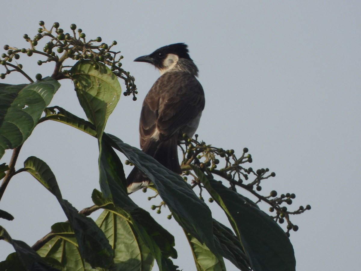 Bulbul cul-d'or - ML636335238