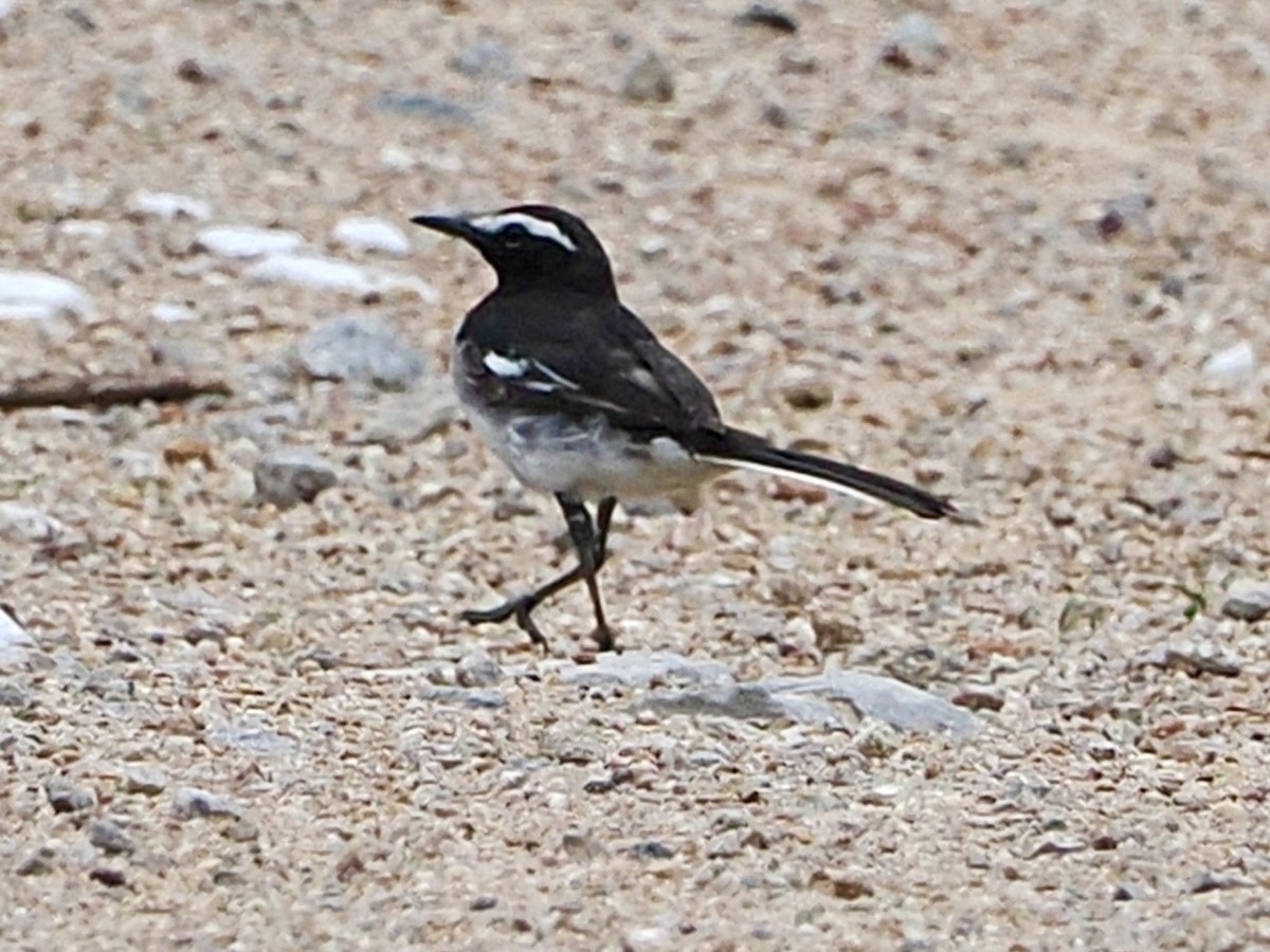 White-browed Wagtail - ML636335245