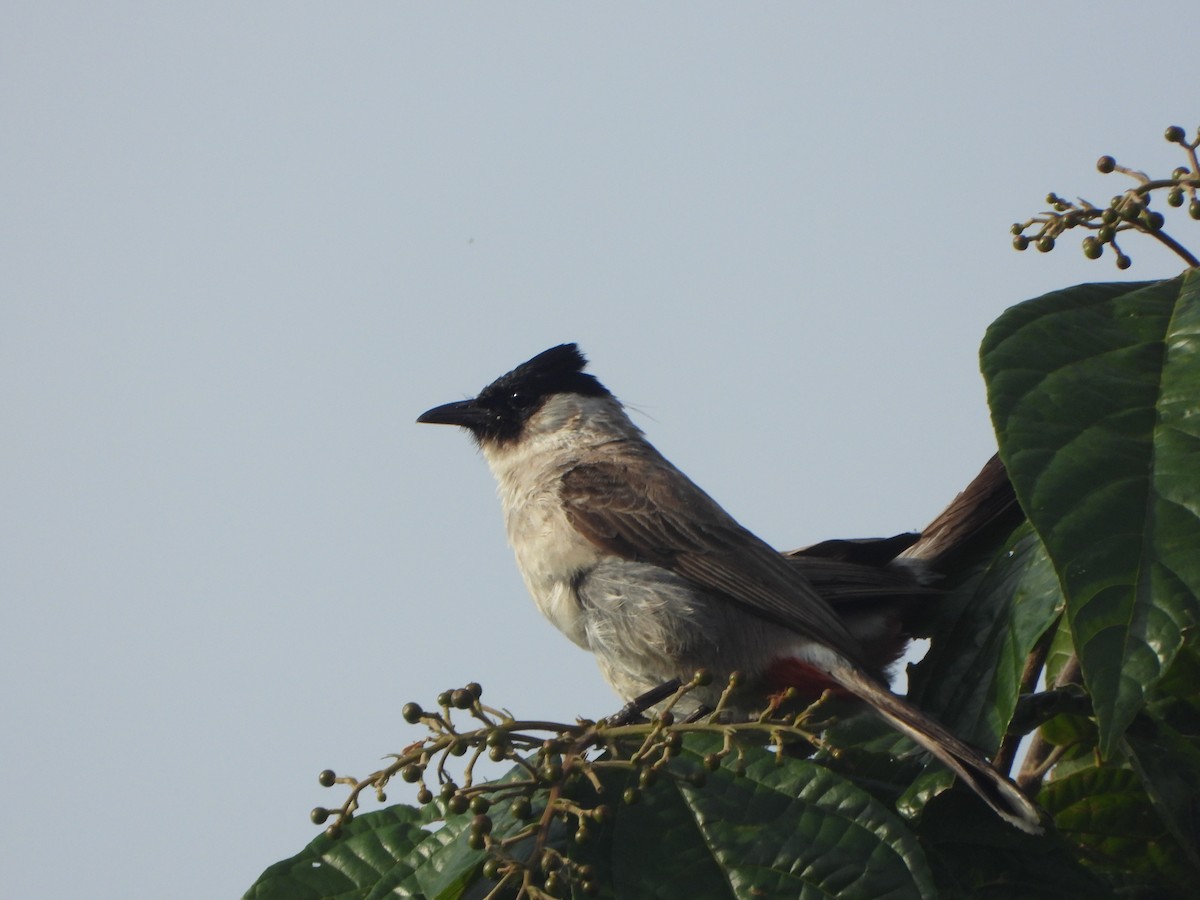 Bulbul cul-d'or - ML636335246