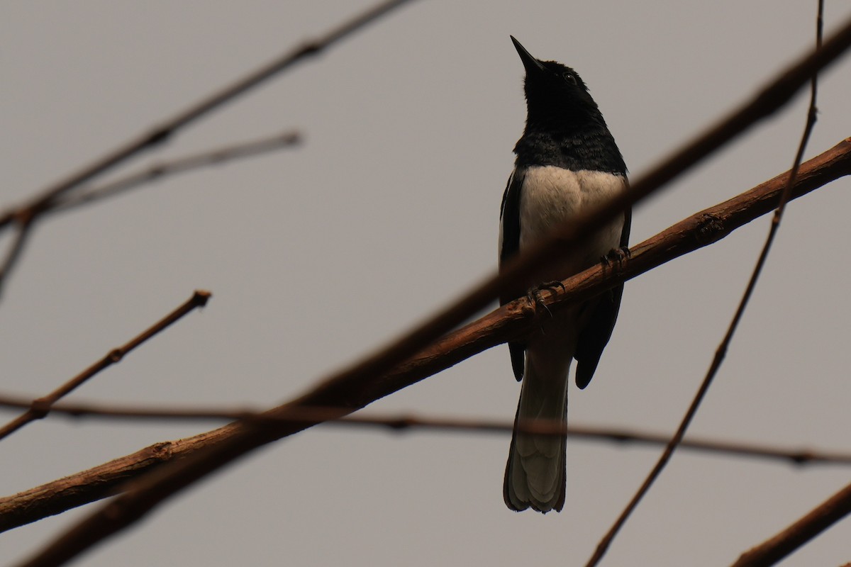 Oriental Magpie-Robin - ML636335249