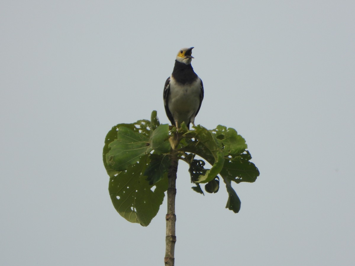 Étourneau à cou noir - ML636335251