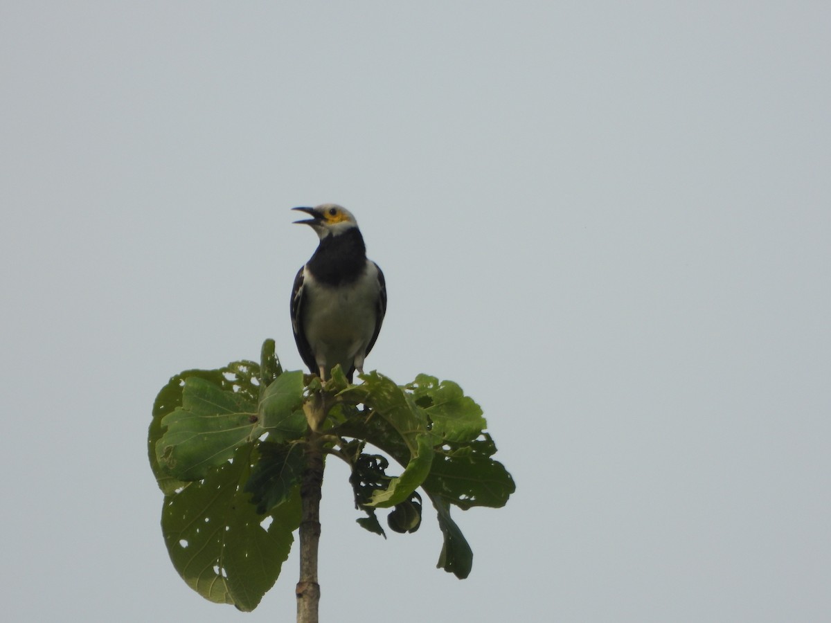 Étourneau à cou noir - ML636335252