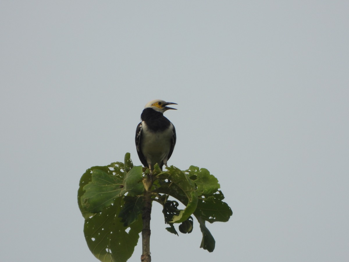 Étourneau à cou noir - ML636335259