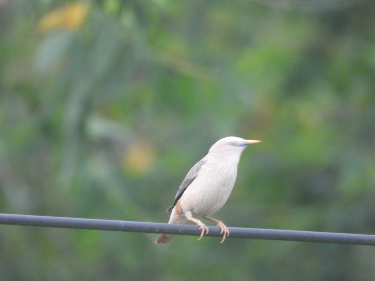 Étourneau à tête grise - ML636335271