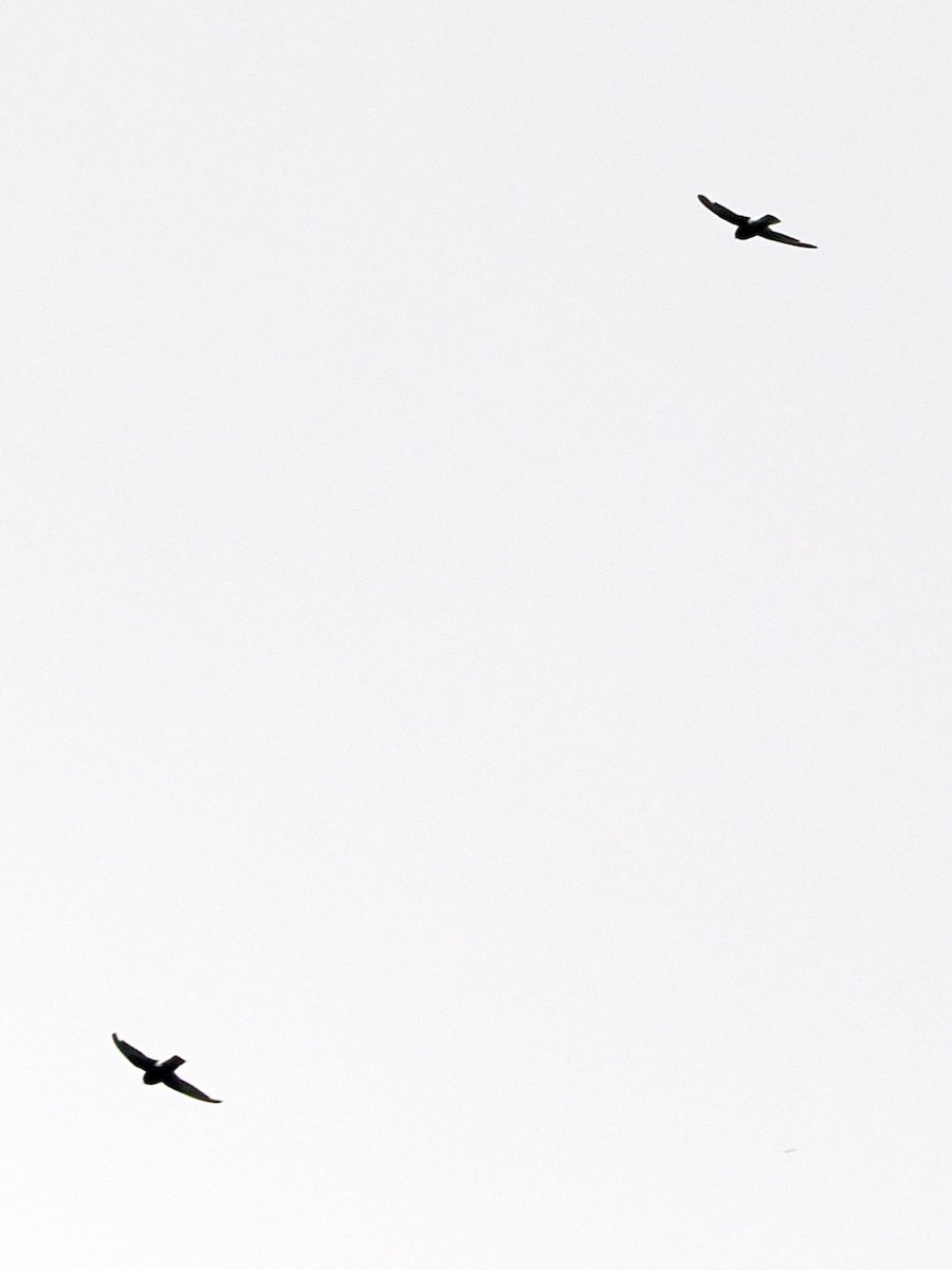 Little Swift - ML636335272