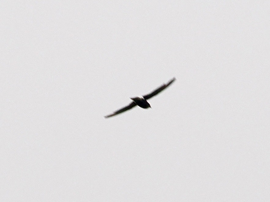 Little Swift - ML636335273