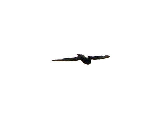 Little Swift - ML636335274