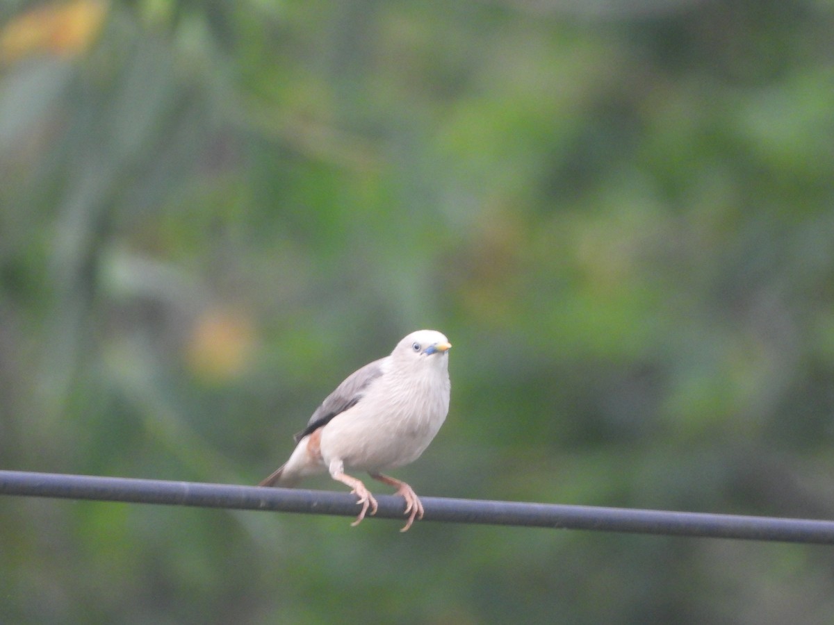 Étourneau à tête grise - ML636335275