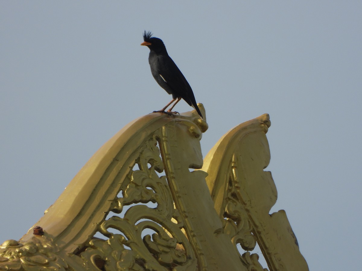 Grand Martin - ML636335283