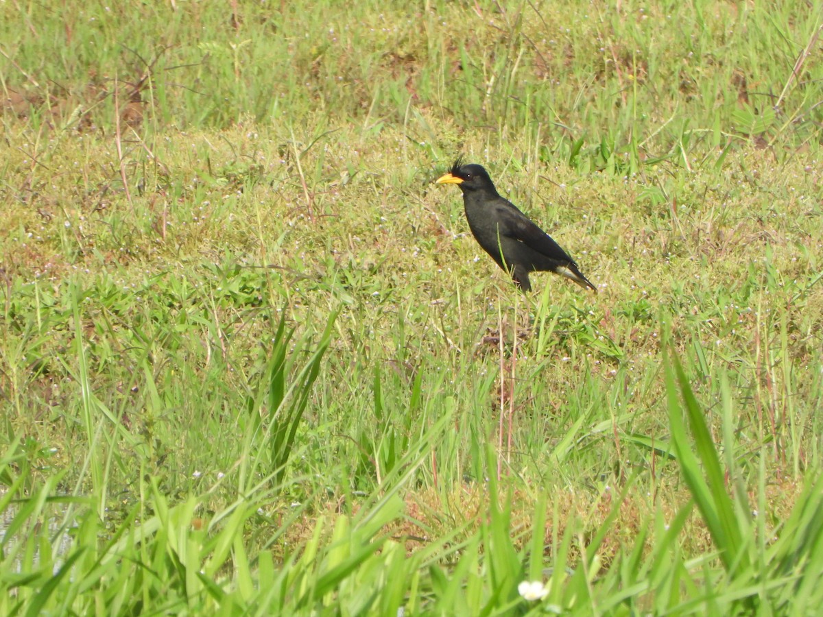 Grand Martin - ML636335288