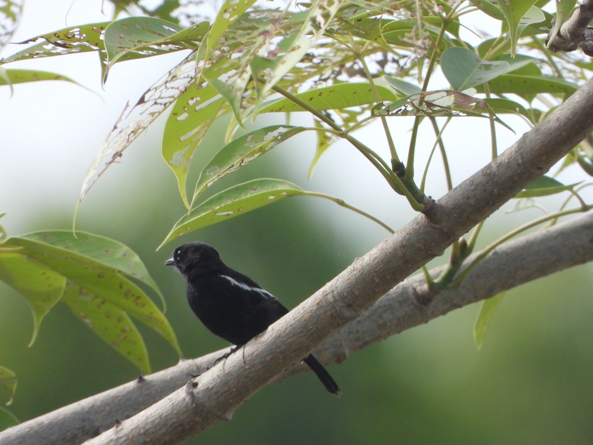 Tarier pie - ML636335290