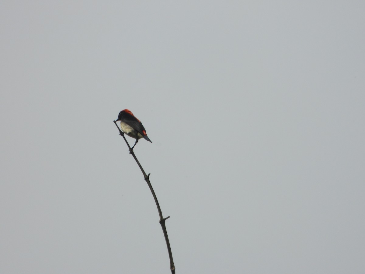 Dicée à dos rouge - ML636335293