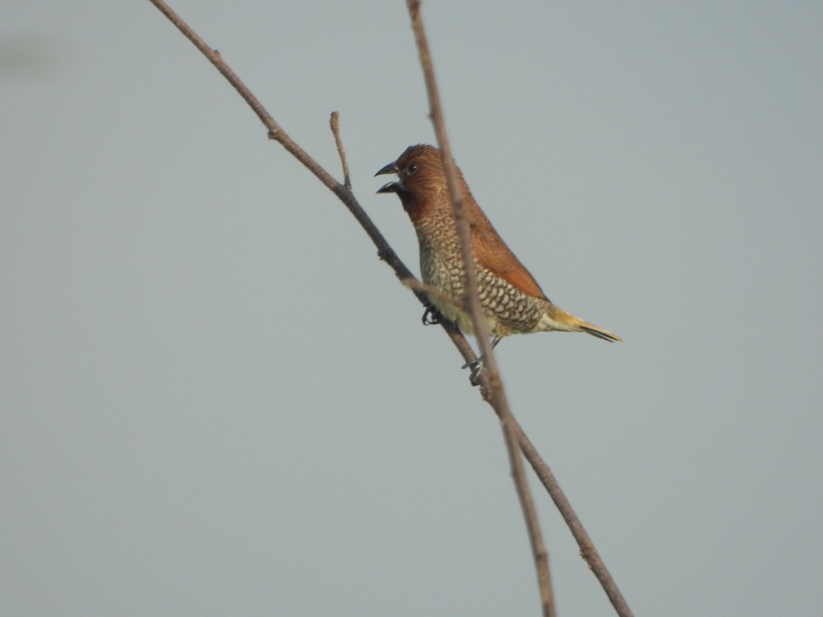 Capucin damier - ML636335306