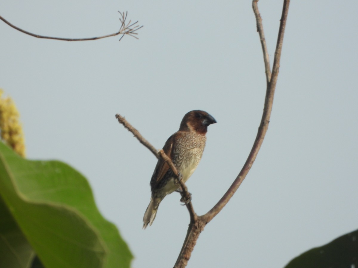 Capucin damier - ML636335310