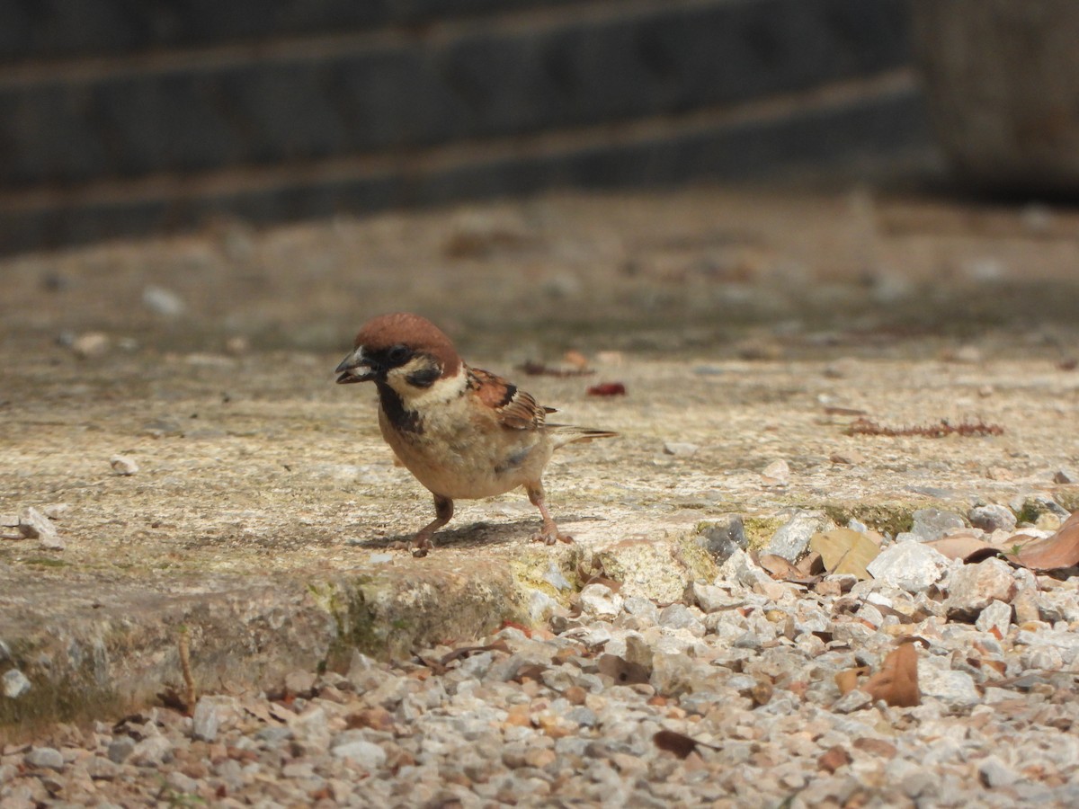 Moineau domestique - ML636335312