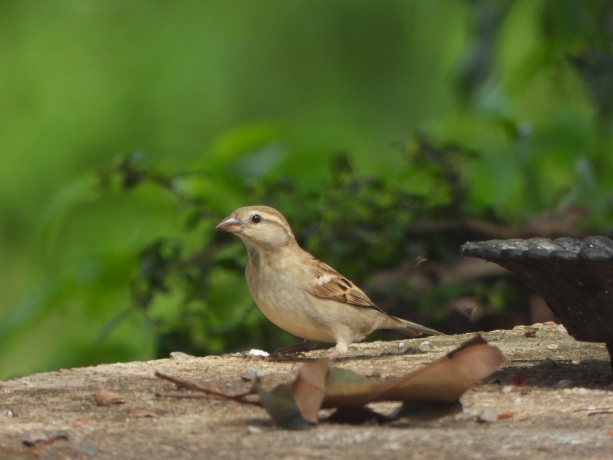 Moineau domestique - ML636335314