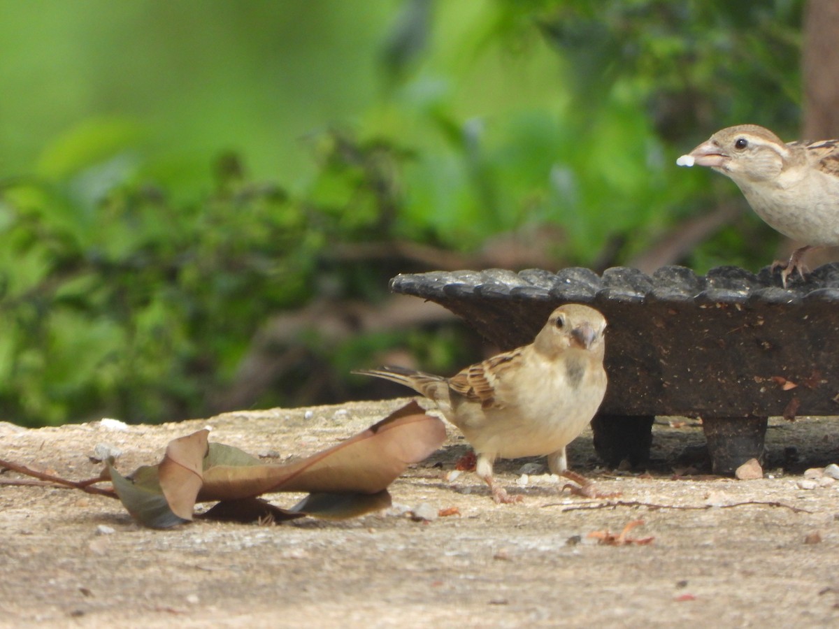Moineau domestique - ML636335320