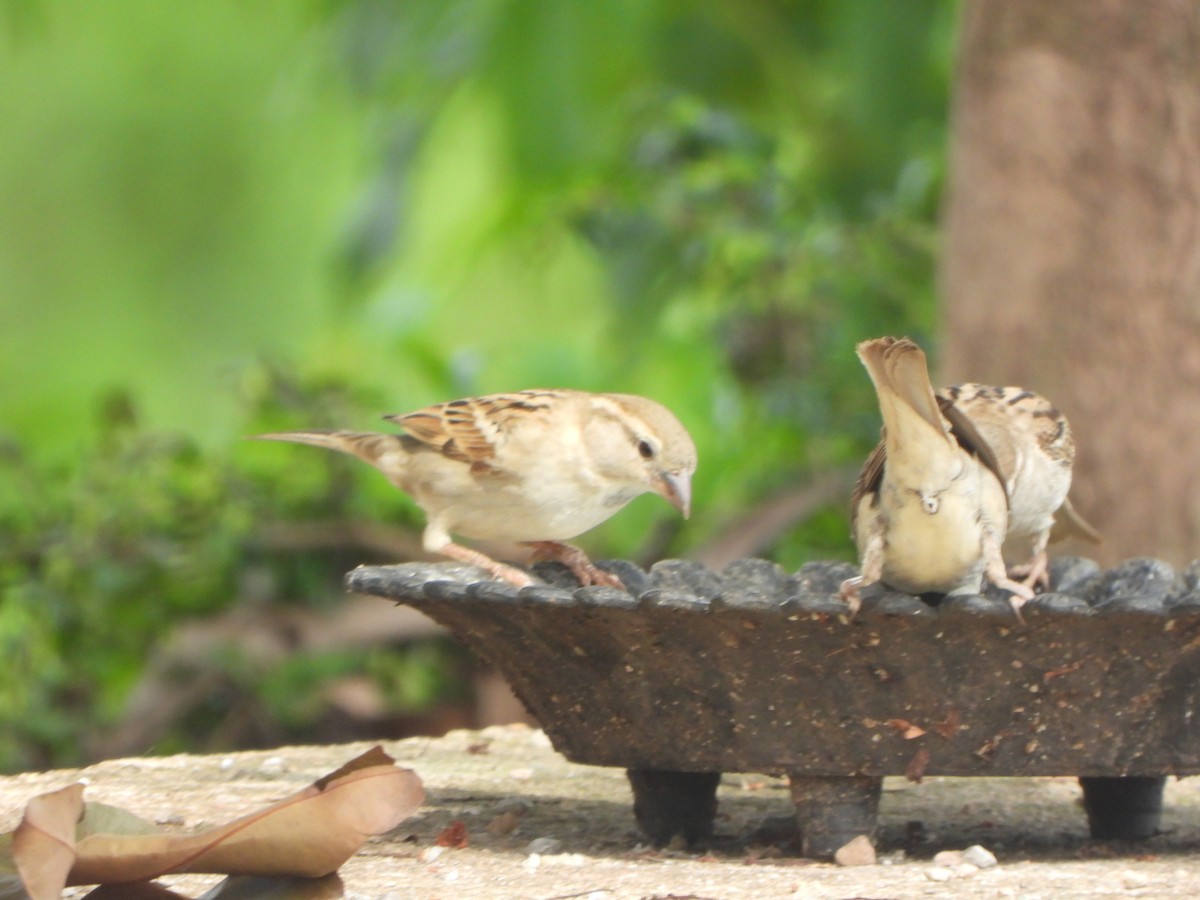 Moineau domestique - ML636335324