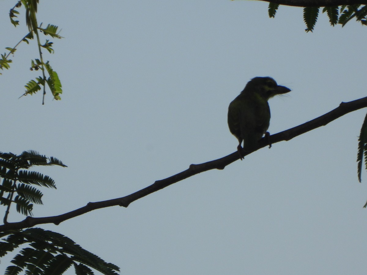 Barbu à plastron rouge - ML636335383
