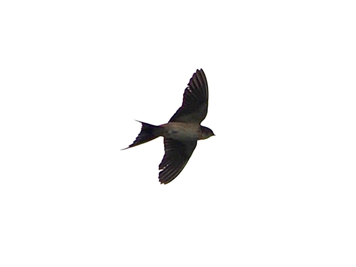 Eastern Red-rumped Swallow - ML636335384