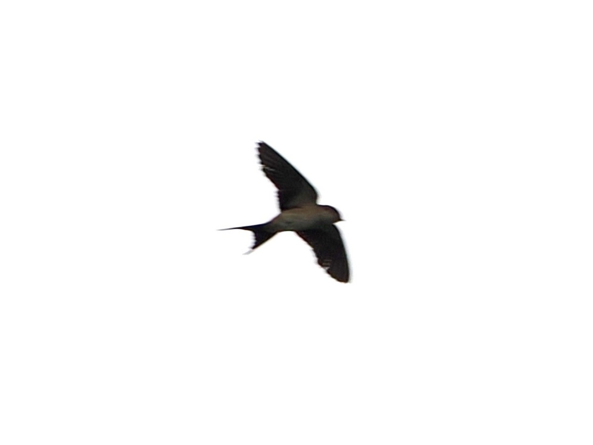 Eastern Red-rumped Swallow - ML636335385