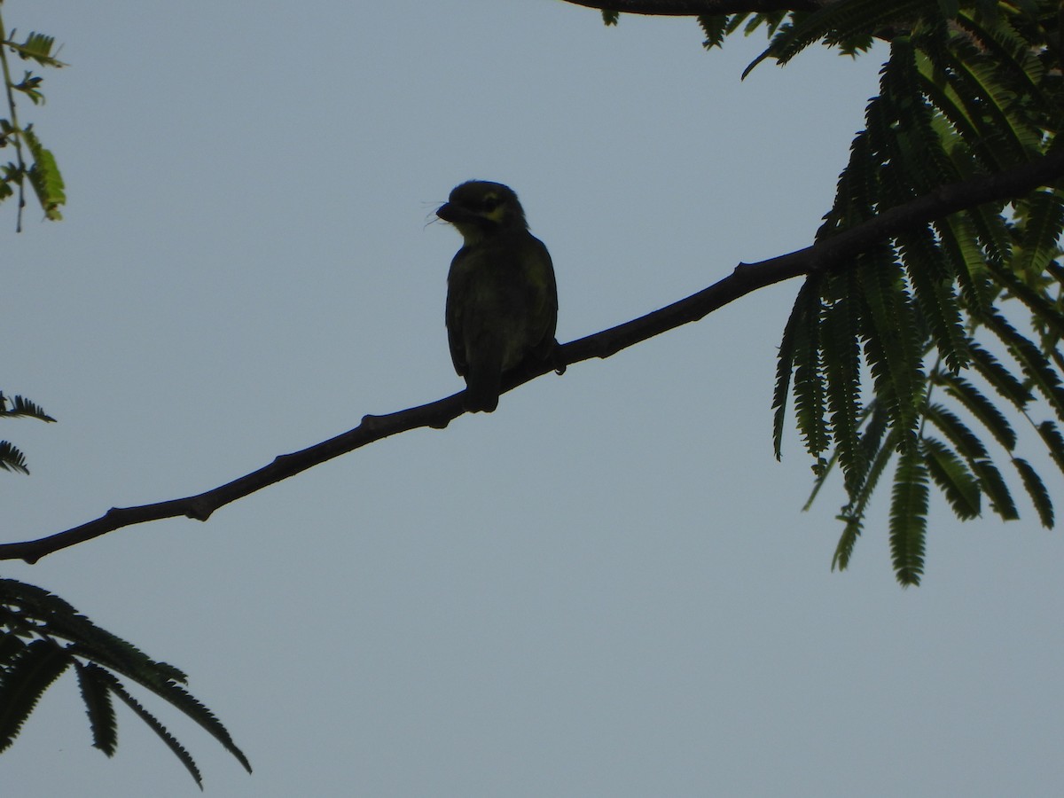 Barbu à plastron rouge - ML636335394