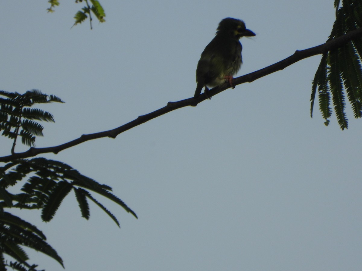 Barbu à plastron rouge - ML636335395