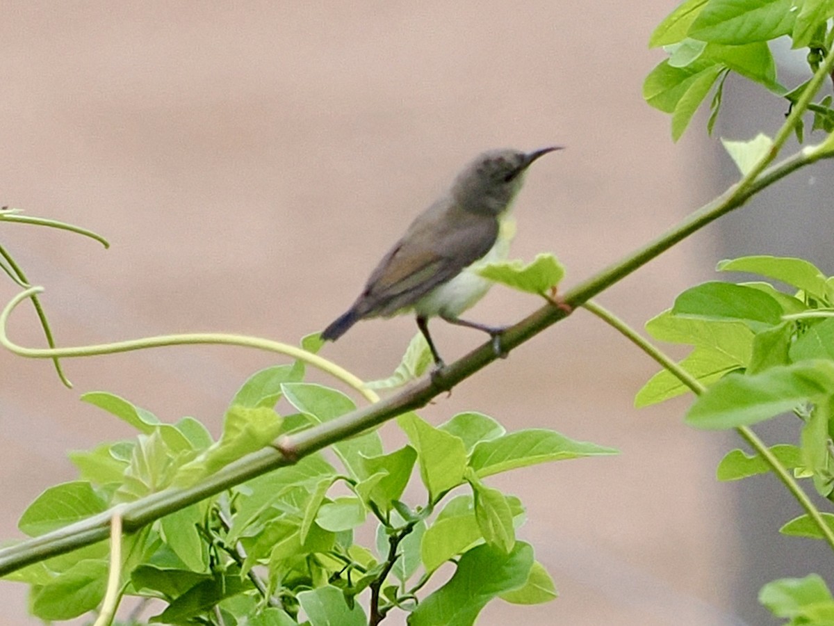 Purple-rumped Sunbird - ML636335413