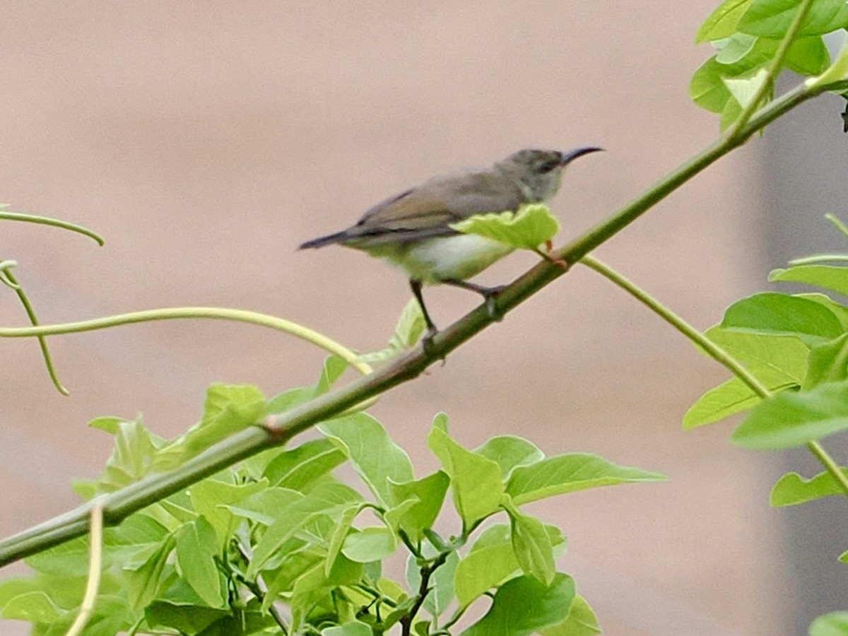 Purple-rumped Sunbird - ML636335414