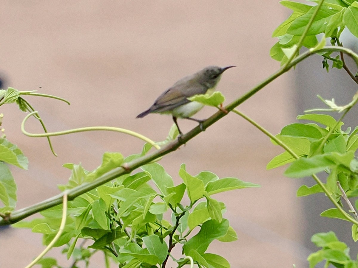 Purple-rumped Sunbird - ML636335415