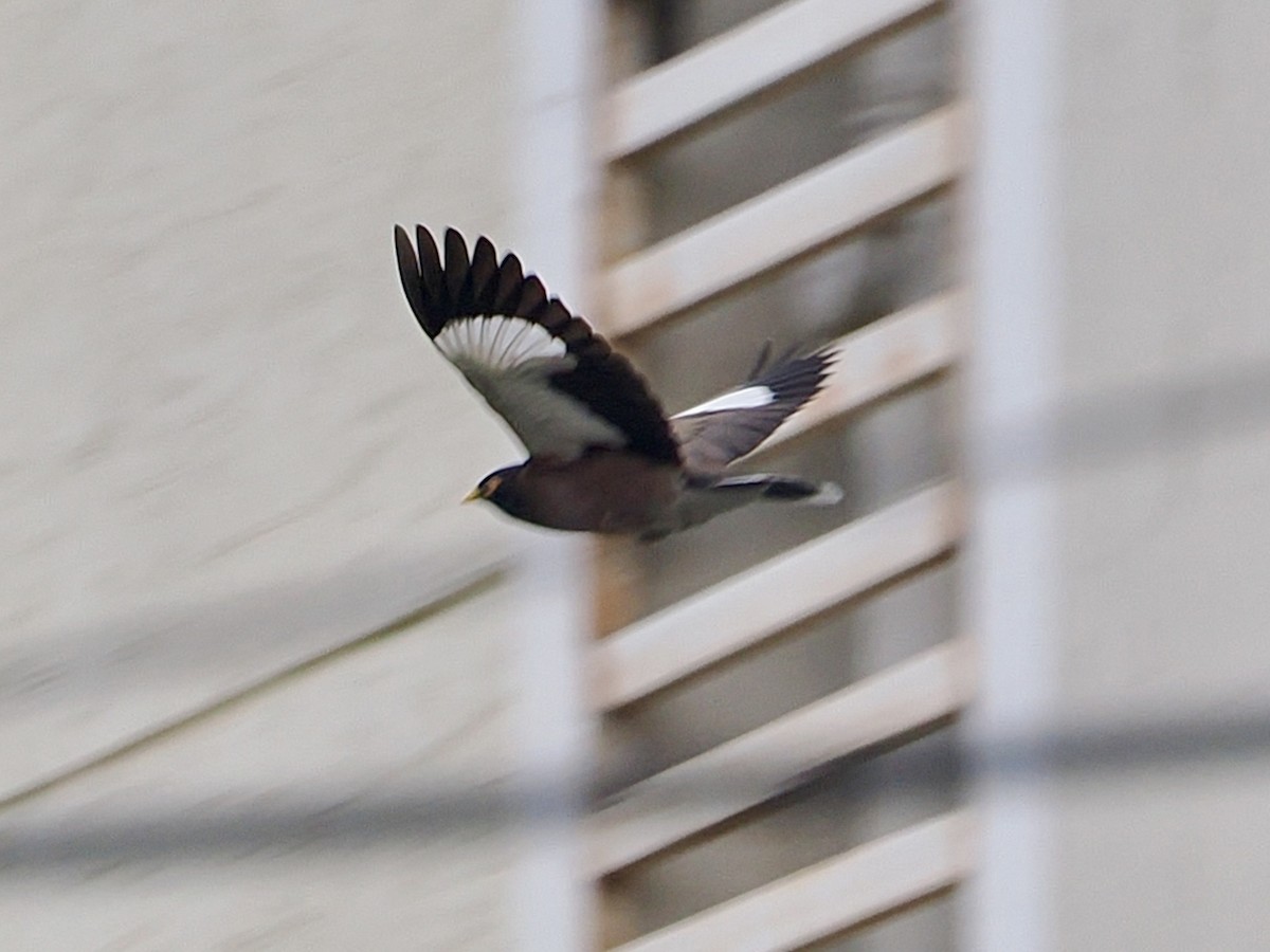 Common Myna - ML636335431