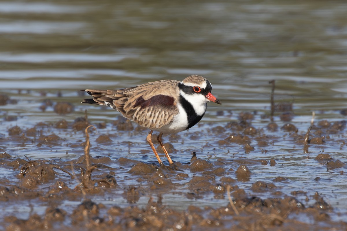 Black-fronted Dotterel - ML636335446