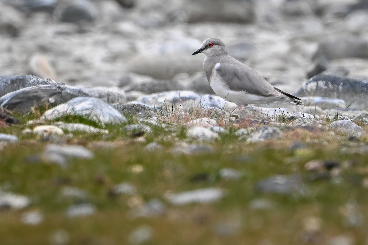 Magellanic Plover - ML636335560