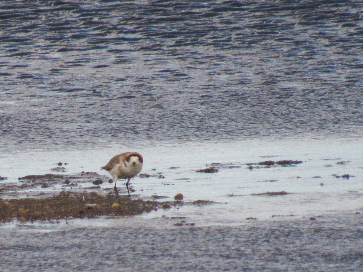 Puna Plover - ML636335606