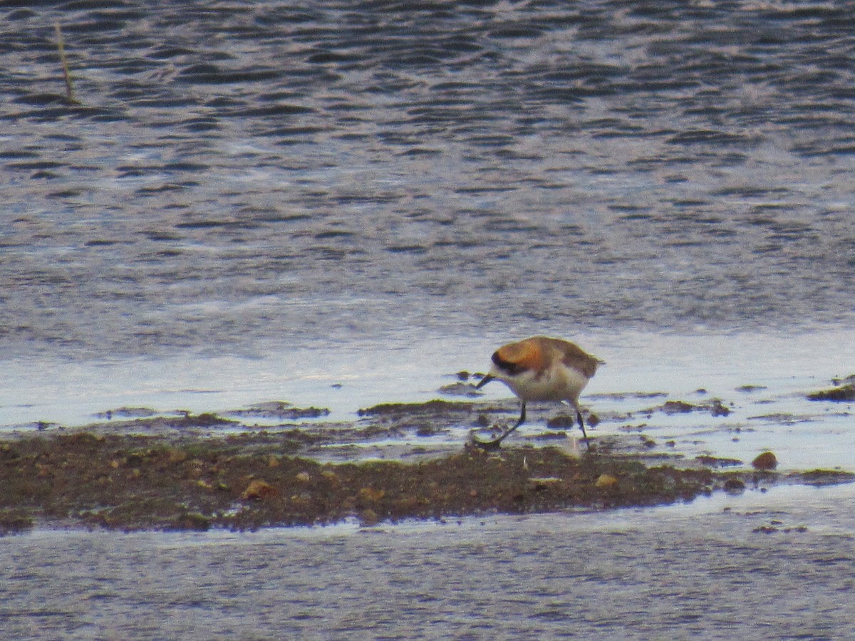 Puna Plover - ML636335607