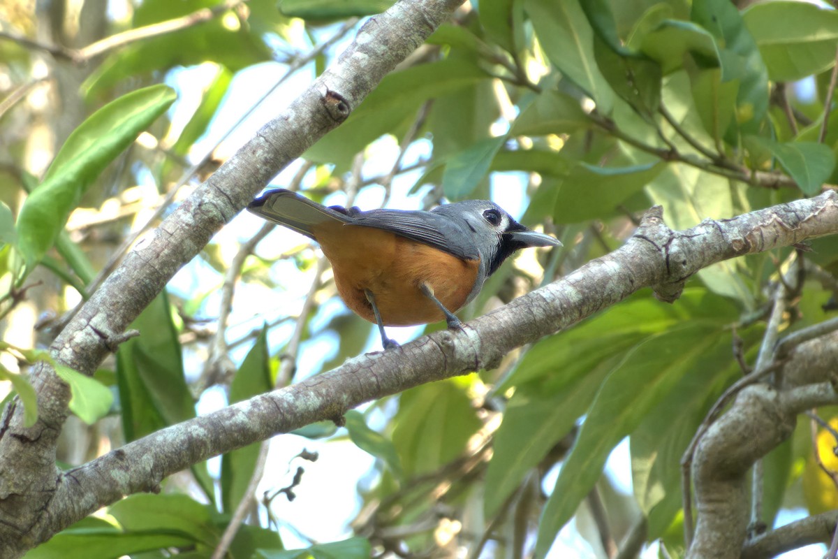 Black-faced Monarch - ML636335650