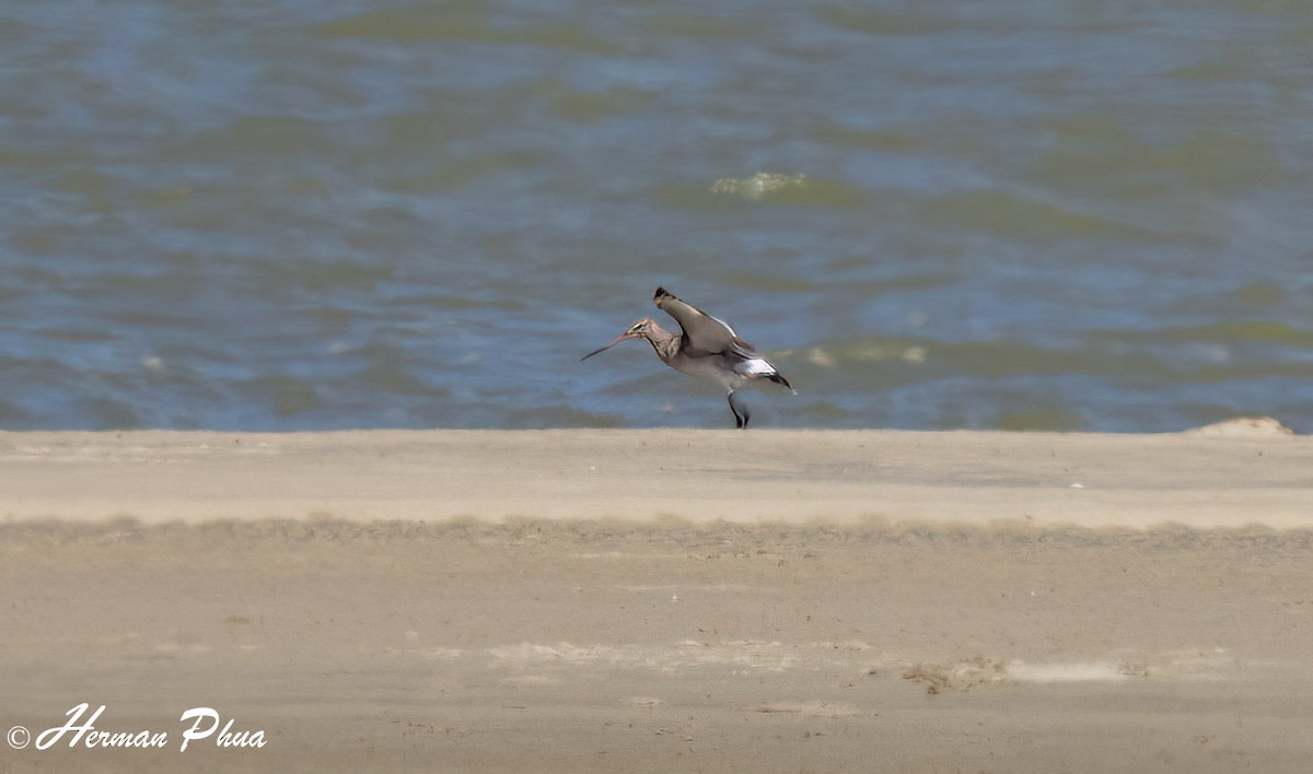 Морин цууцал - ML636335688