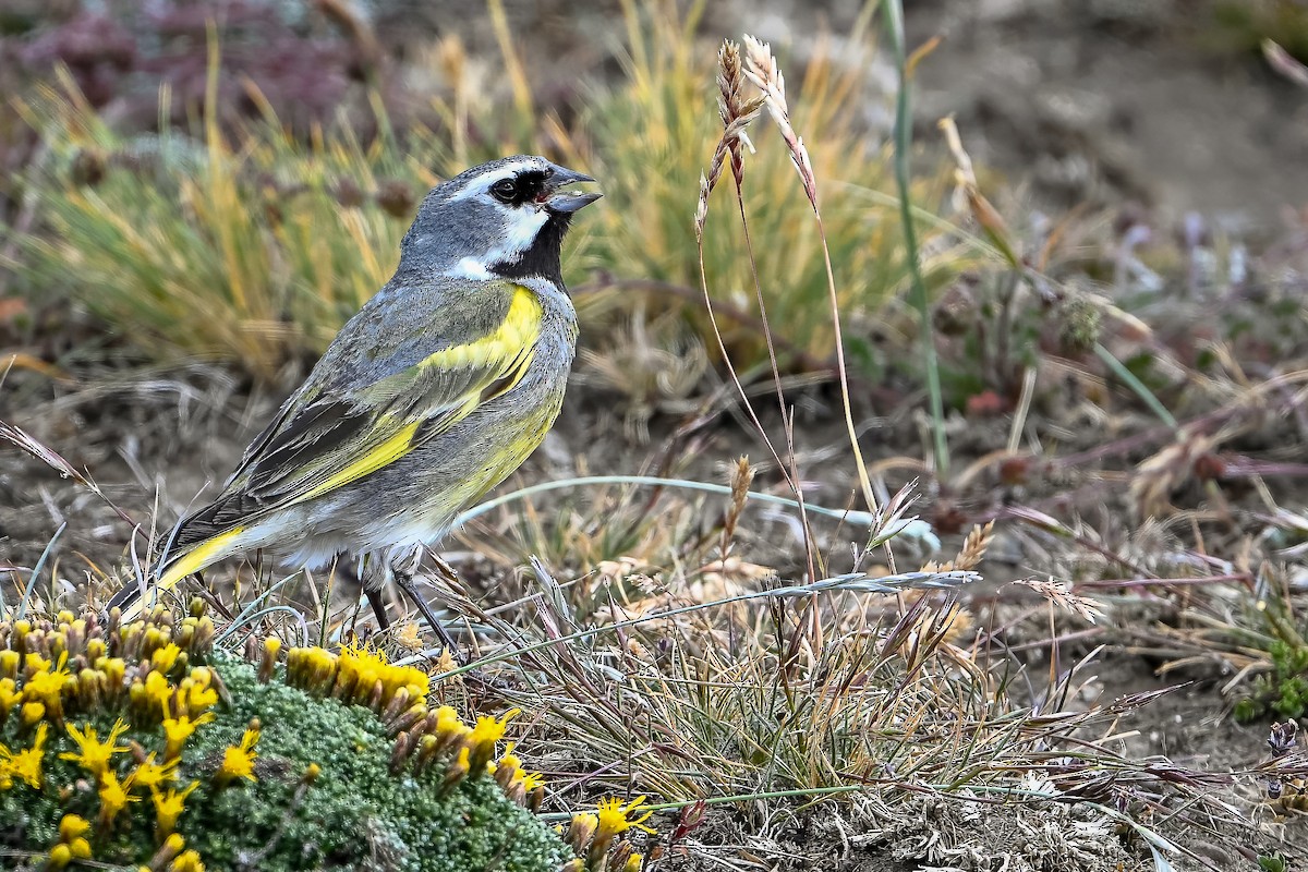 White-bridled Finch (Fuegian) - ML636335699